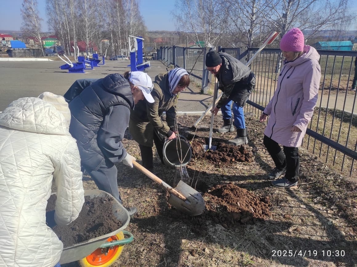Аллея «Сирень Победы»
