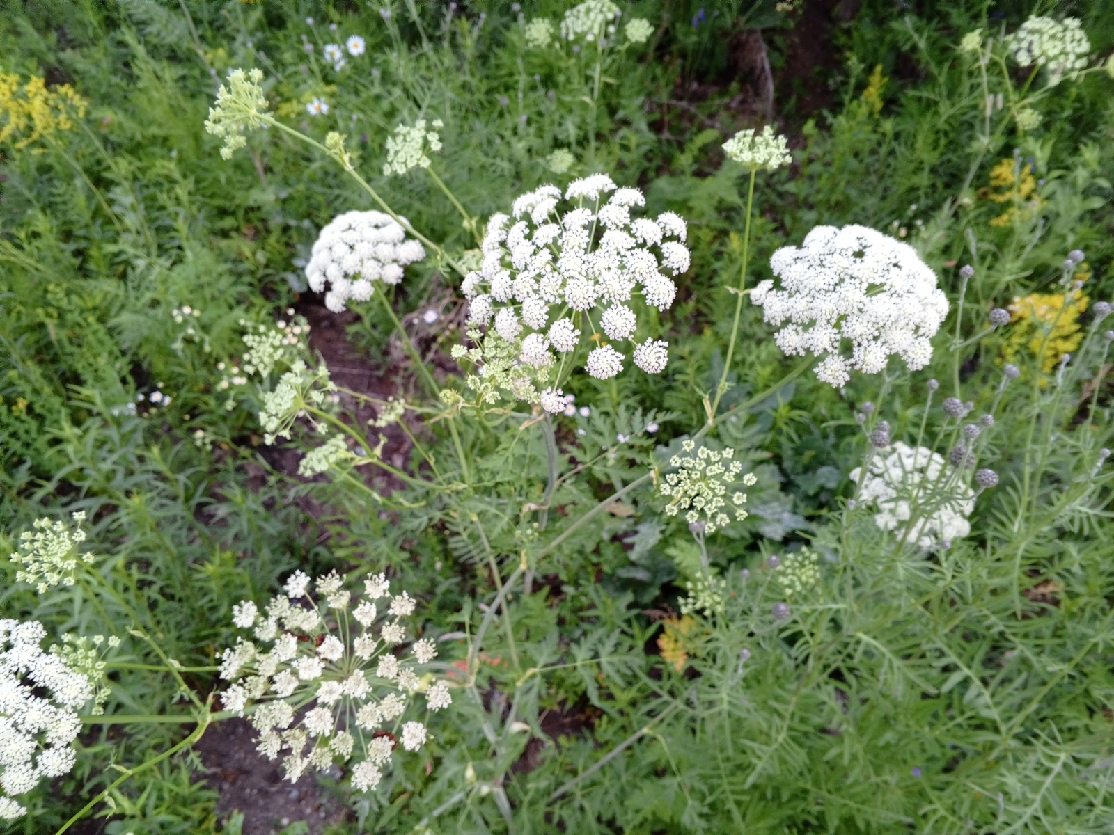 В Башкирии появится собственный перечень опасных растений-чужаков