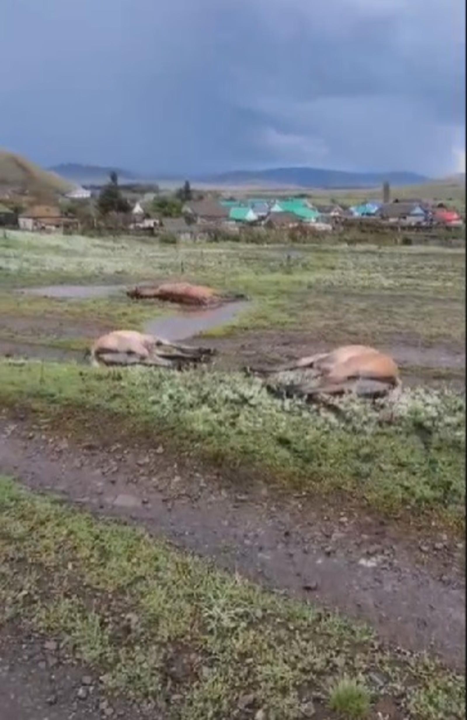 В Башкирии молнией убило табун лошадей