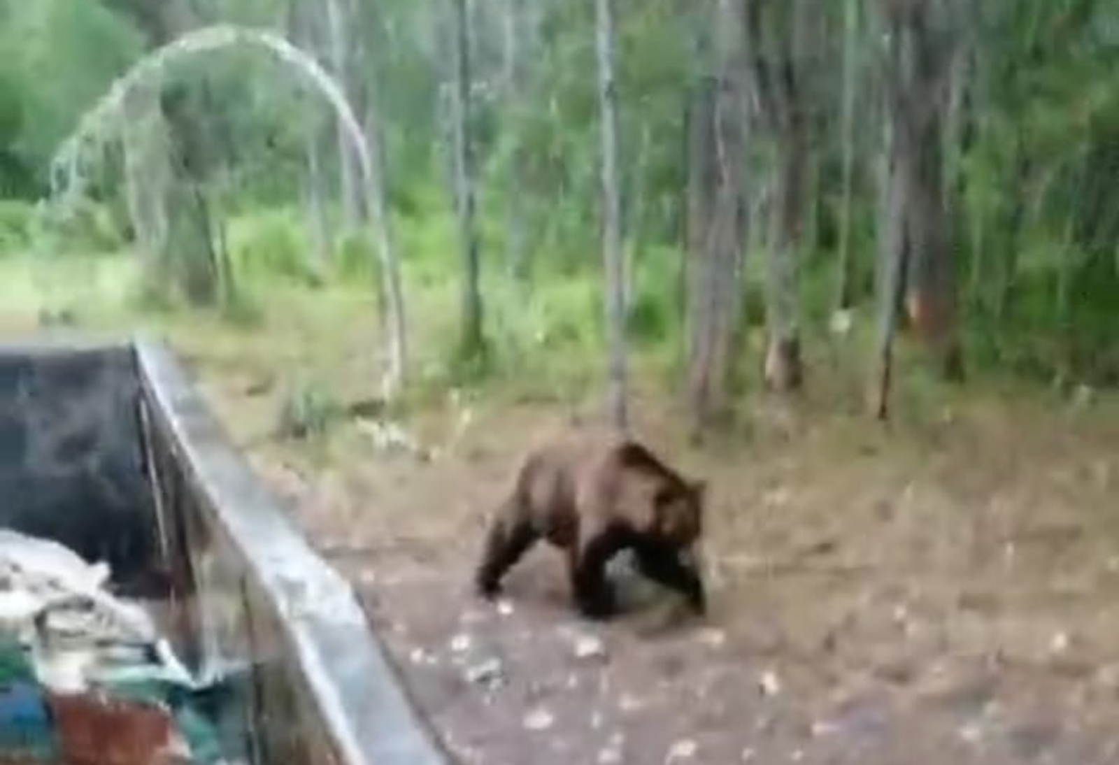 Видео с медведями в Башкирии оказалось фейком