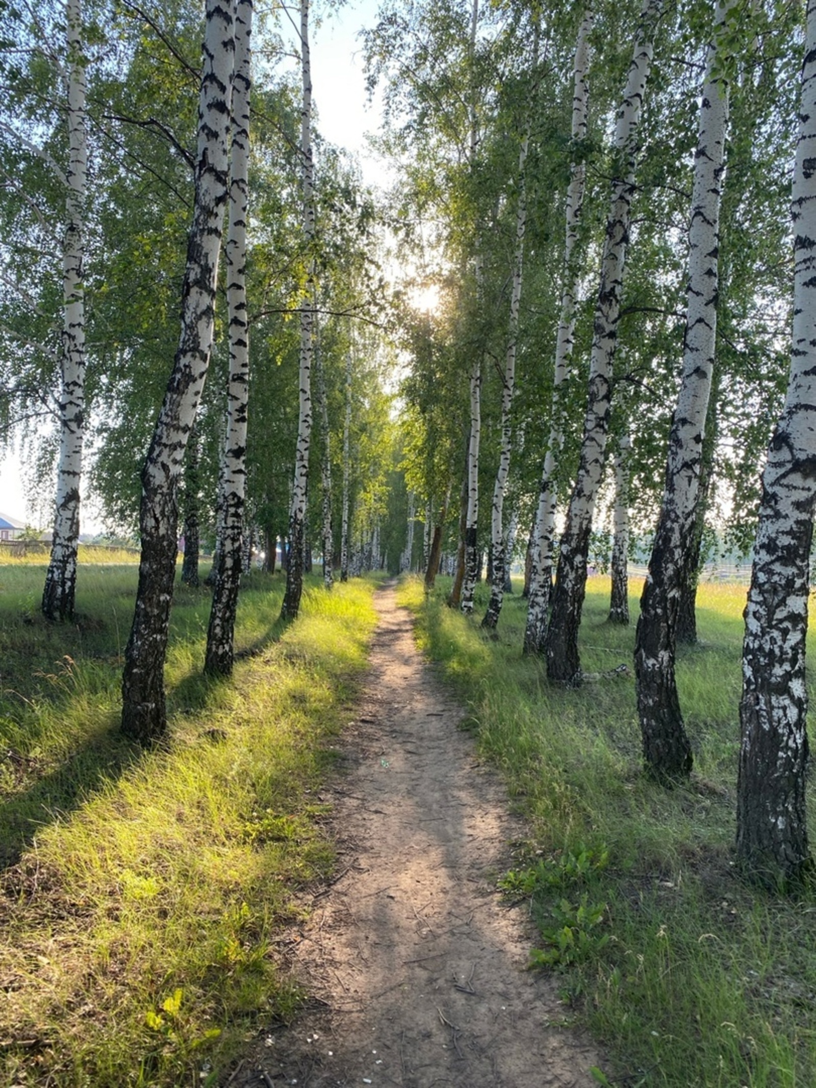 В России создали новую вакцину против аллергии на пыльцу березы
