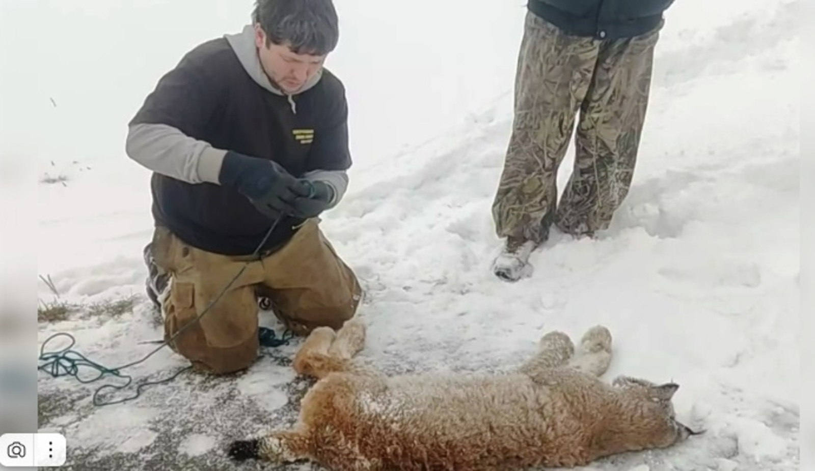 В Башкирии дикая рысь напала на девочку