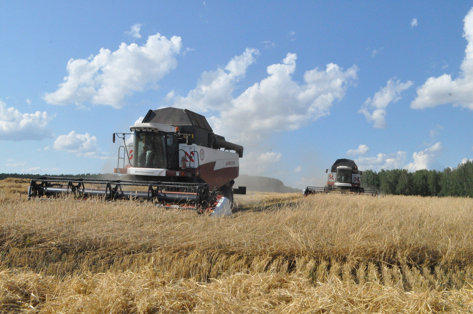 Хлеборобы хозяйств Калтасинского района зерновые убрали на половине площадей
