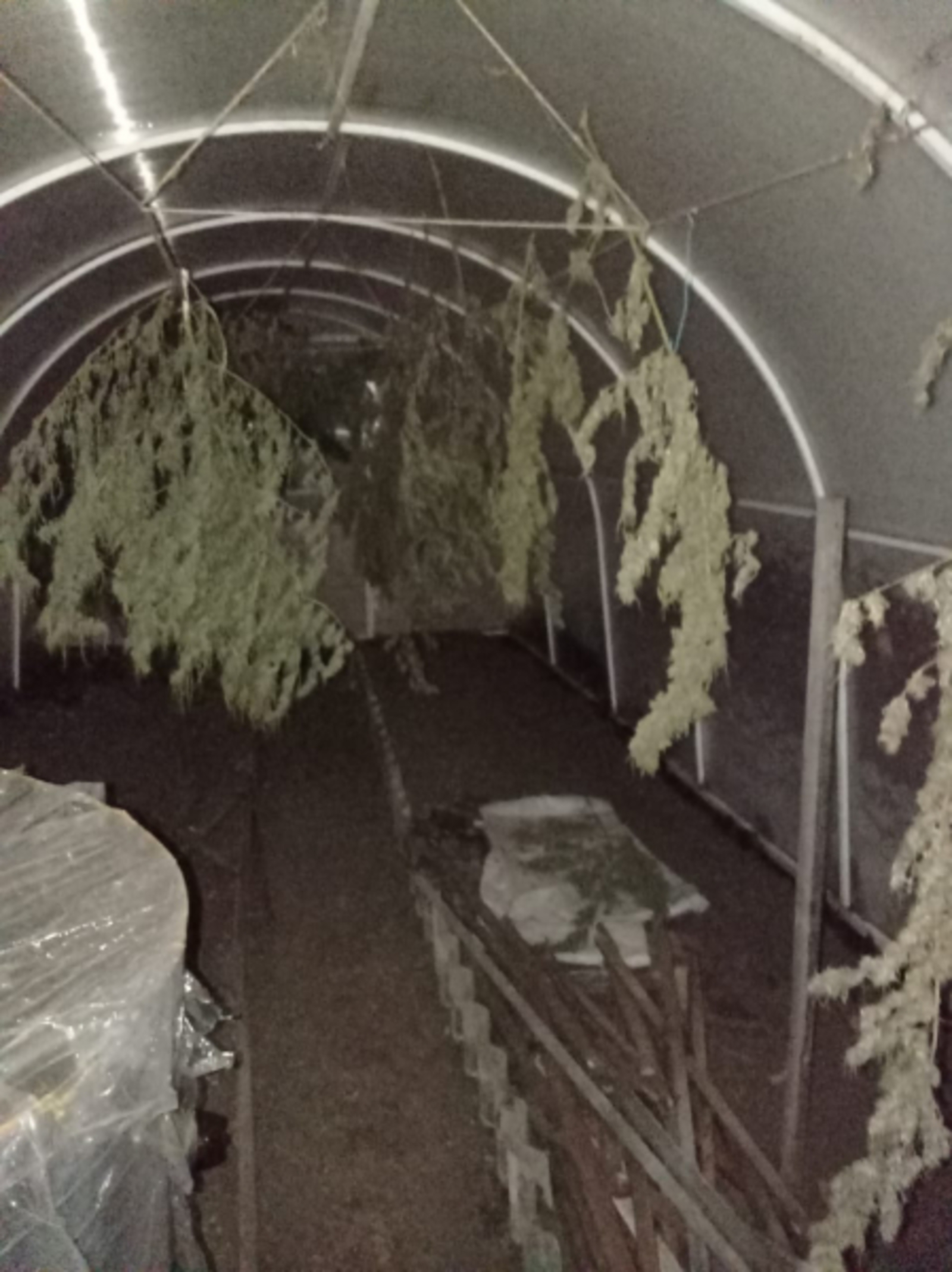 В Калтасинском районе задержаны два местных жителя за выращивание конопли